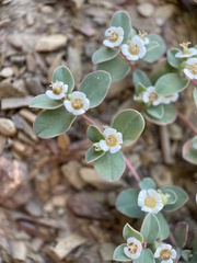 Euphorbia albomarginata