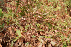Vaccinioideae