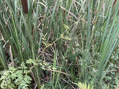 Thalictrum pubescens