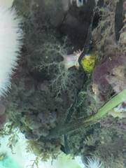 Eupentacta quinquesemita