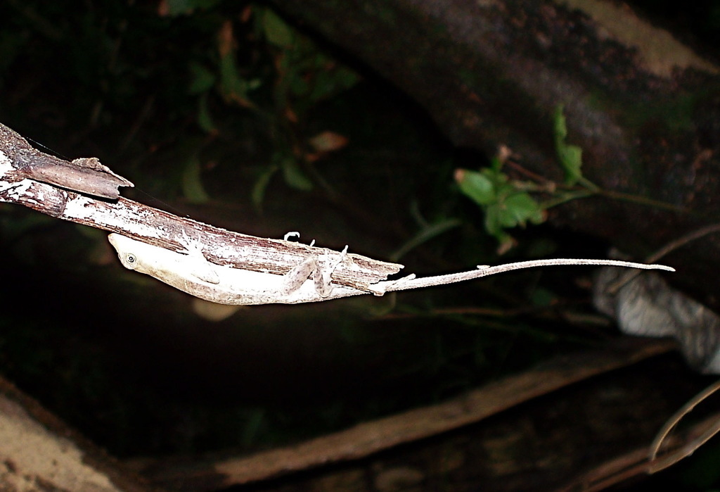 Corn Island Anole