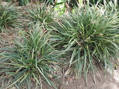 Ophiopogon jaburan