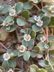 Euphorbia albomarginata
