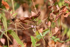 Vaccinioideae