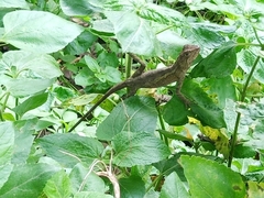 Diploderma swinhonis