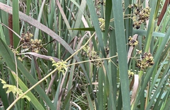 Thalictrum pubescens