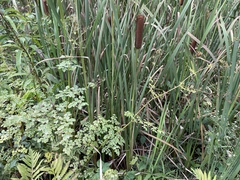 Thalictrum pubescens