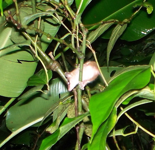 Mexican Mouse Opossum