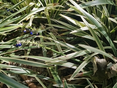Ophiopogon jaburan