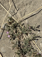 Spergularia macrotheca