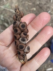 Melaleuca armillaris