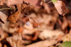 Vaccinioideae