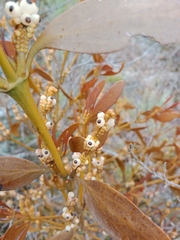 Dendrophthora avenia