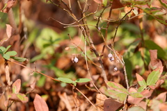 Vaccinioideae