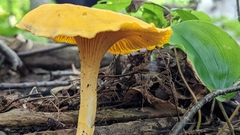 Craterellus ignicolor