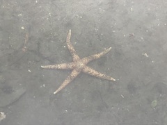 Evasterias troschelii