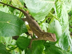 Diploderma swinhonis