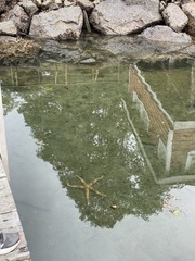 Evasterias troschelii