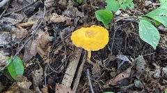 Craterellus ignicolor