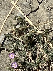 Spergularia macrotheca
