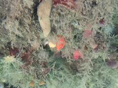 Cnemidocarpa finmarkiensis