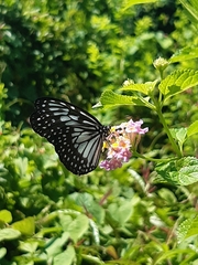 Ideopsis juventa