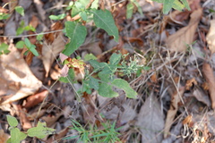 Symphyotrichum undulatum