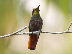 Chrysolampis mosquitus