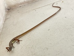 Takydromus sexlineatus