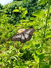 Ideopsis juventa