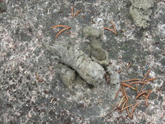 Mammalia