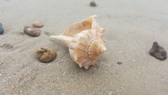 Sinistrofulgur pulleyi