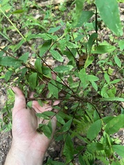 Hypericum nudiflorum
