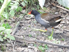 Gallinula chloropus