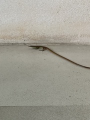 Takydromus sexlineatus