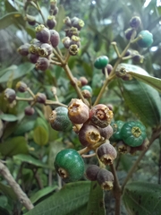 Miconia squamulosa