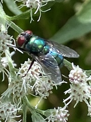 Chrysomya rufifacies