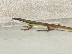 Takydromus sexlineatus