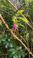 Fuchsia excorticata