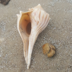 Sinistrofulgur pulleyi