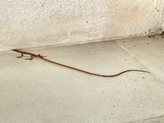 Takydromus sexlineatus