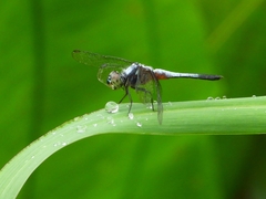 Brachydiplax chalybea