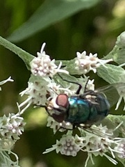 Chrysomya rufifacies