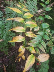 Streptopus lanceolatus