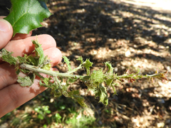 Cystotheca lanestris