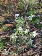 Dimorphocarpa candicans