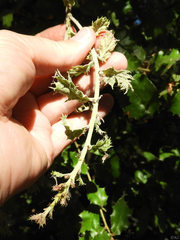 Cystotheca lanestris