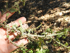 Cystotheca lanestris