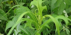 Lactuca indica