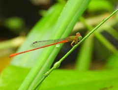Ceriagrion auranticum